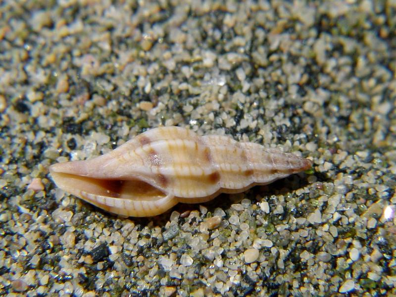 Mangelia attenuata